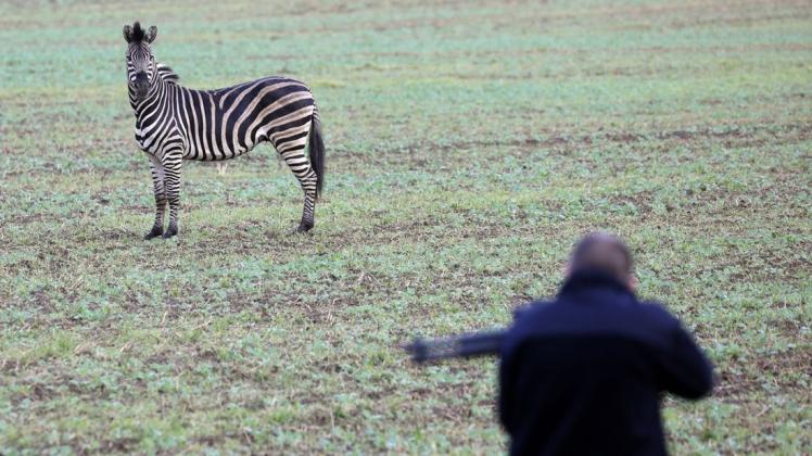 Das ausgerissene Zirkus-Zebra wurde von einem Mitarbeiter der Tierrettung der Feuerwehr Rostock erschossen.