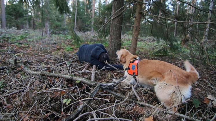 Ein einzelner Rettungshund kann innerhalb kurzer Zeit große Waldgebiete absuchen. Während die unterschiedlichen Staffeln der Region bisher gut zusammengearbeitet haben, herrscht nun Ärger hinter den Kulissen.