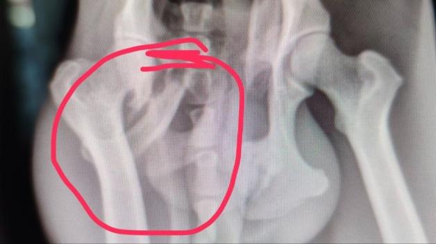Röntgenbild von Mopsis Hüfte zeigt den Bruch deutlich.