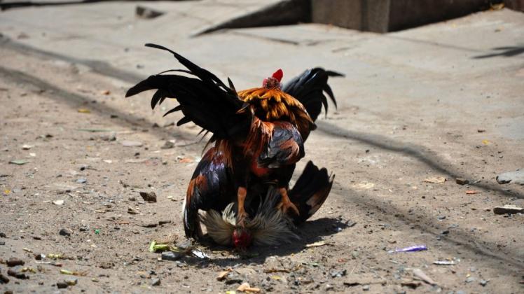 Während der Corona-Pandemie sind blutige Hahnenkämpfe auf den Philippinen verboten.