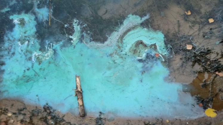 Erstmals in 45 Jahren als Gewässerwart entdeckte Roland Enders abgestorbene Cyanobakterien auf dem Wersener Niedringhaussee.