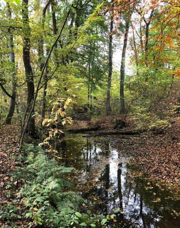 Natur und Stille genießen auf dem Eisvogellehrpfad. Natur und Stille genießen auf dem Eisvogellehrpfad.
