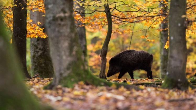 In Sachsen wurde die Schweinepest bei einem geschossenen Wildschwein festgestellt.