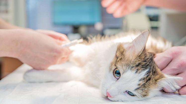 pIn Thüringen ist eine Katze das Opfers eines grausamen Tierquälers geworden. (Symbolbild) pIn Thüringen ist eine Katze das Opfers eines grausamen Tierquälers geworden. (Symbolbild)