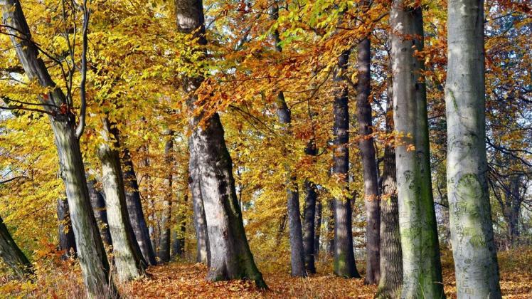 Märchenhaft verfärben sich zurzeit die Wälder im Grönegau