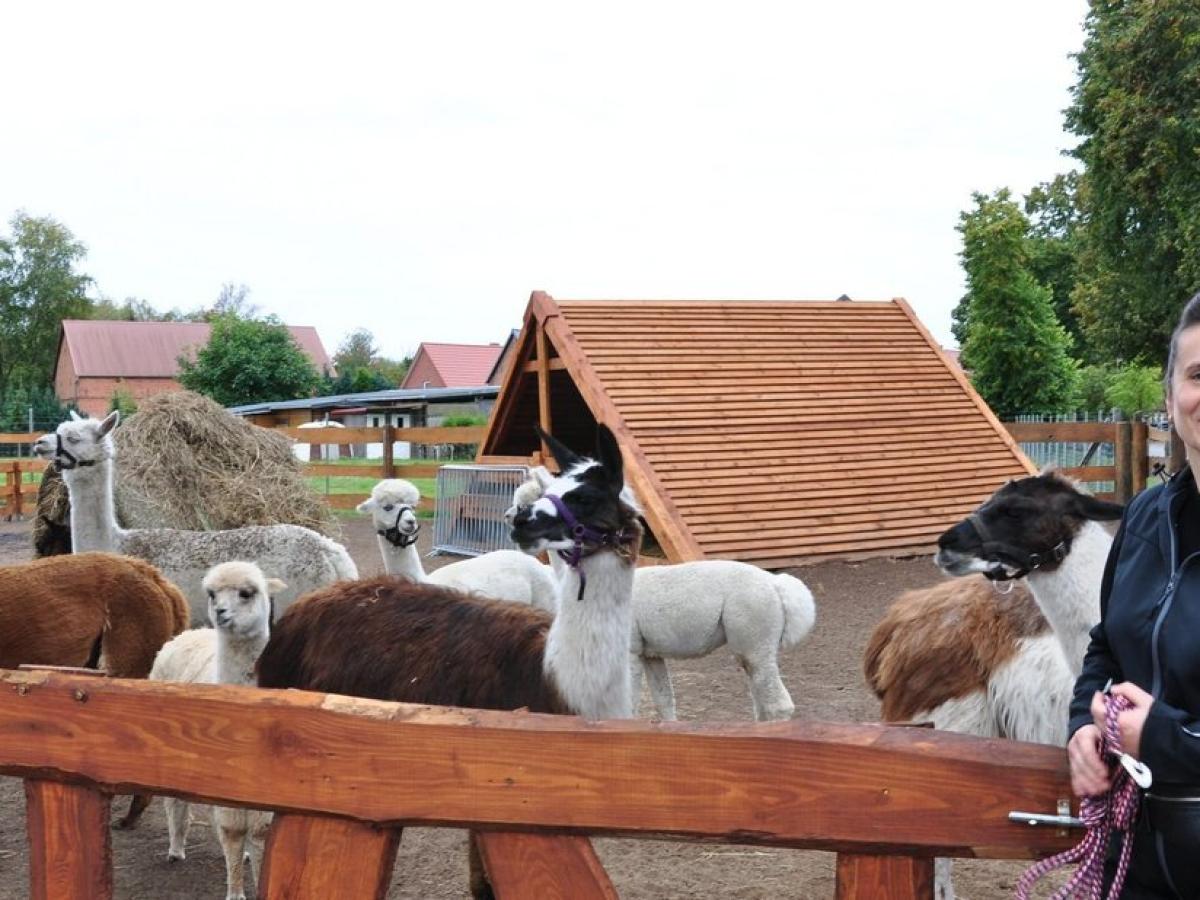 Wandern mit Alpakas SVZ