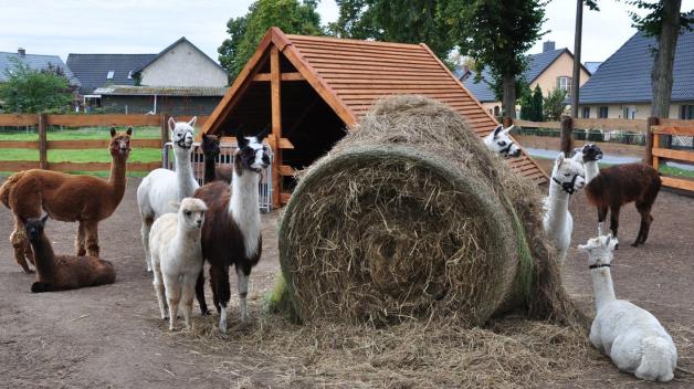 Wandern mit Alpakas SVZ