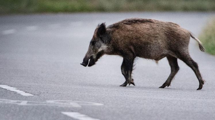Ein Wildschwein läuft über eine Straße. Es könnte ihm weitere Tiere folgen.