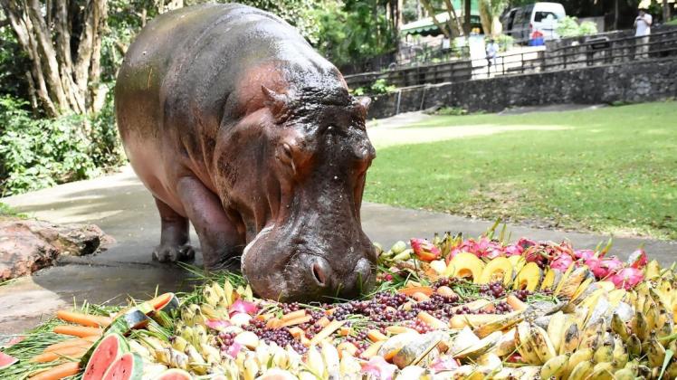 Einen riesige Torte hat Nilpferddame Mae Mali zum Geburtstag bekommen. Einen riesige Torte hat Nilpferddame Mae Mali zum Geburtstag bekommen.