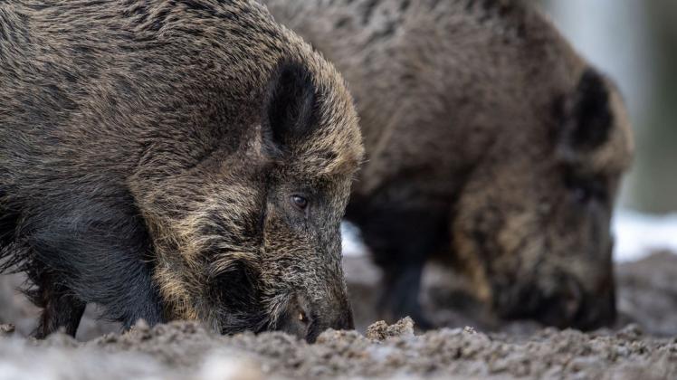 Ein Ausbruch der Afrikanischen Schweinepest hätte massive wirtschaftliche Folgen für Schweinehalter. Ein Ausbruch der Afrikanischen Schweinepest hätte massive wirtschaftliche Folgen für Schweinehalter.