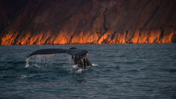 Auf dem Weg in die Antarktis haben sich Buckelwale verirrt. (Symbolbild)