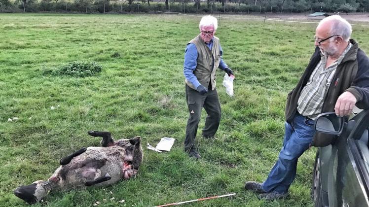 Ein Schaf liegt tot auf der Wiese. Die beiden Wolfsberater Gerd Hopmann (rechts) und Reinhold Gosejacob sichern umfangreiche Spuren und nehmen Proben von den Bissstellen. Ein Schaf liegt tot auf der Wiese. Die beiden Wolfsberater Gerd Hopmann (rechts) und Reinhold Gosejacob sichern umfangreiche Spuren und nehmen Proben von den Bissstellen.