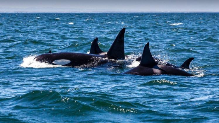 Orcas vor der spanischen Küste verhalten sich derzeit offenbar besonders aggressiv gegenüber Booten.