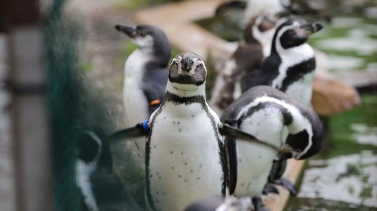 Die Humboldt-Pinguine im Osnabrücker Zoo bekommen ein neues Gehege – genauso wie die Seehunde, Seelöwen und Rosa-Pelikane. Alle vier Arten sollen ab Mitte 2022 gemeinsam in den "Wasserwelten" zu sehen sein.