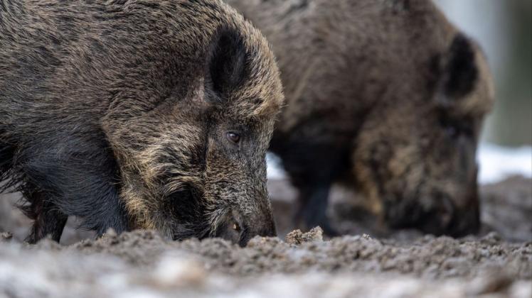 Während mehr als 90 Prozent der infizierten Schweine sterben, ist der Erreger für Menschen ungefährlich (Symbolbild).