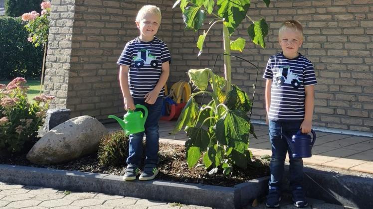 Die Zwillinge Lennard (links) und Niklas Holtgrewe haben ihre Sonnenblume täglich gegossen. Das hat sich offenbar ausgezahlt.