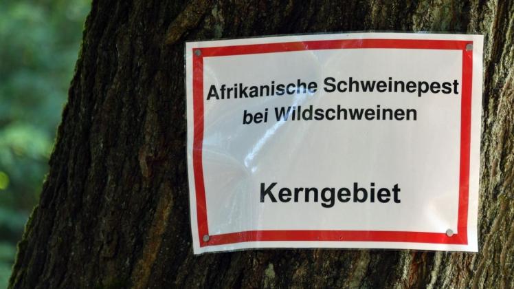Die Aufschrift: «Afrikanische Schweinepest bei Wildschweinen Kerngebiet» steht auf einem Schild an einem Baum im Kerngebiet. Jäger sind nun besonders gefordert.