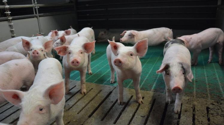 Die Ställe bieten den Tieren Schutz vor der Afrikanischen Schweinepest. Dennoch sind emsländische Schweinezüchter besorgt. Die Ställe bieten den Tieren Schutz vor der Afrikanischen Schweinepest. Dennoch sind emsländische Schweinezüchter besorgt.