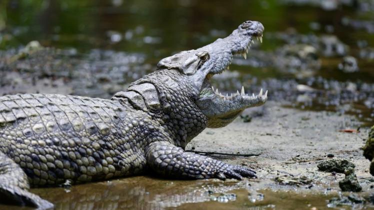 Am Great Barrier Reef vor Australien ist ein Schnorchler von einem Krokodil angegriffen worden. (Symbolbild)