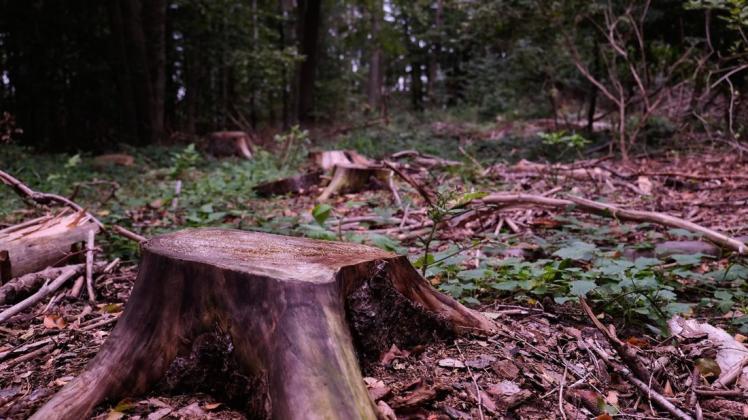 Einschlag im Revier des Fortsamtes Sandhof: Geschädigte Bäume in der Nähe eines Weges  wurden entnommen, ein Teil des Totholzes verbleibt aber zum Verrotten im Wald.