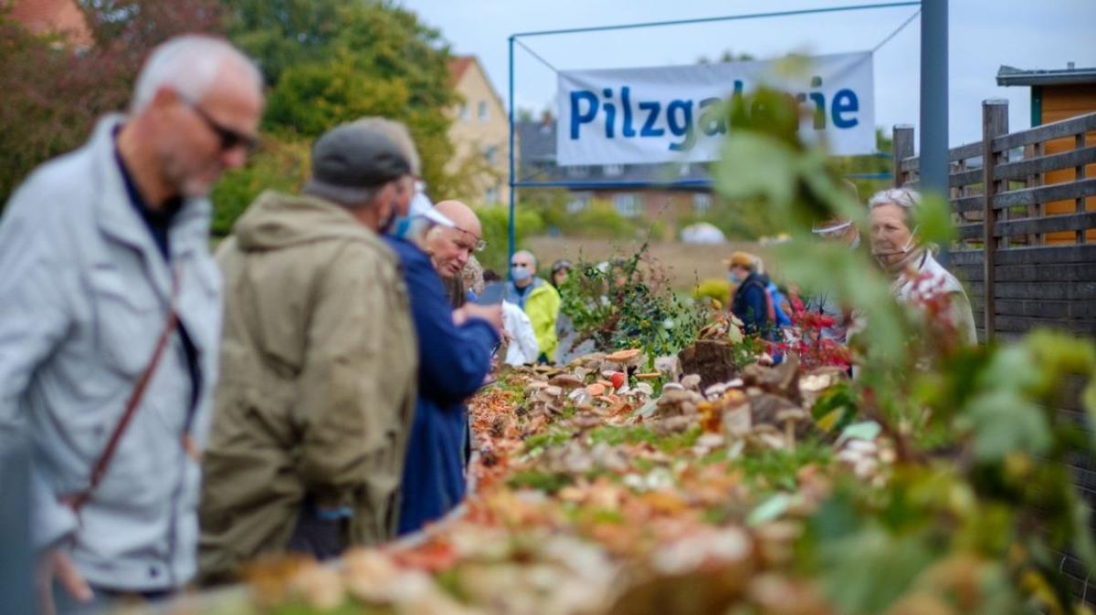 Botanischer Garten in Rostock Genuss oder Gift Pilzberater geb NNN