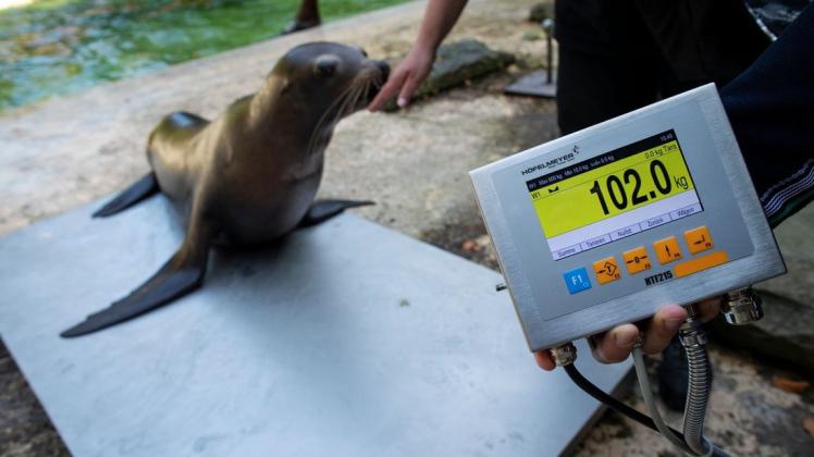 Nah dran am Idealgewicht? Das können die Osnabrücker Zoo-Mitarbeiter jetzt für die Seelöwen genau feststellen.