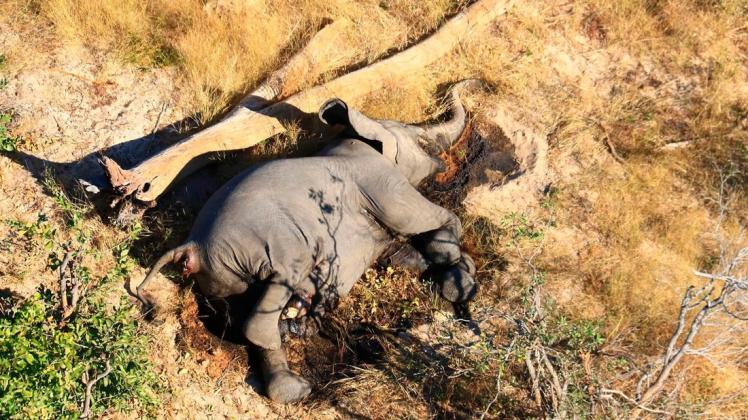 34 Elefanten kamen in Simbabwe ums Leben.