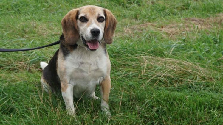 Etwas zu gut im Futter war der Beagle-Rüde "Sam", der zurzeit im Tierheim Stapelmoor lebt. Er braucht deshalb viel Bewegung.
