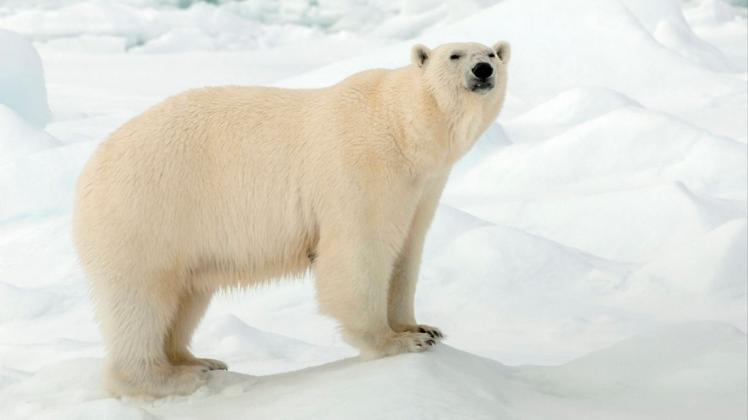 Ein Eisbär hat in Spitzbergen einen Mann getötet. (Symbolbild)
