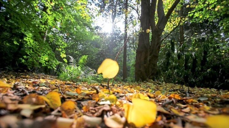 Herbstanfang 2021: Wann beginnt der Herbst? In Deutschland gibt es unter anderem den meteorologischen und kalendarischen Herbstanfang.