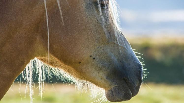 In den vergangenen Monaten sind in Frankreich mehr als 20 Pferde von Unbekannten verletzt oder sogar getötet worden. (Symbolbild)