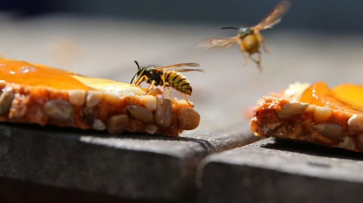 "Arschlöcher mit Flügeln": Wespen sind in diesen Tagen besonders nervig.