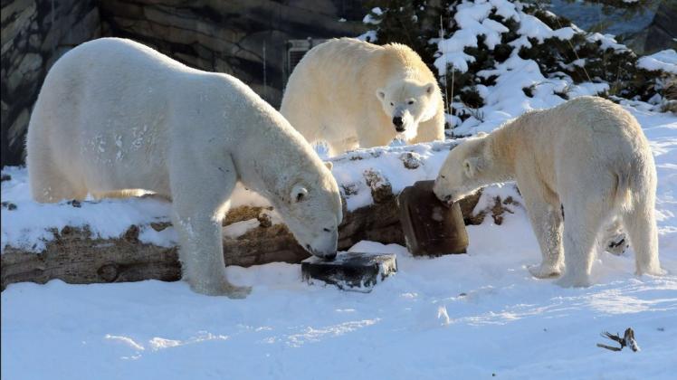 Wer die drei Eisbären im Rostocker Zoo sehen möchte und sich zeitgleich ehrenamtlich betätigt, bekommt zur Ehrenamtswoche ermäßigten Eintritt.