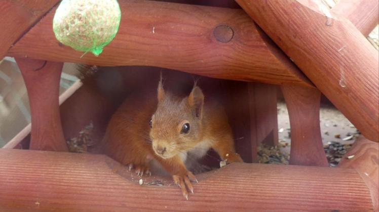 Dieses Eichhörnchen ist Stammgast im Vogelhaus der Drägers in Ankum. Jeden Mittag sucht es genüßlich die Nüsse aus dem Futter heraus.