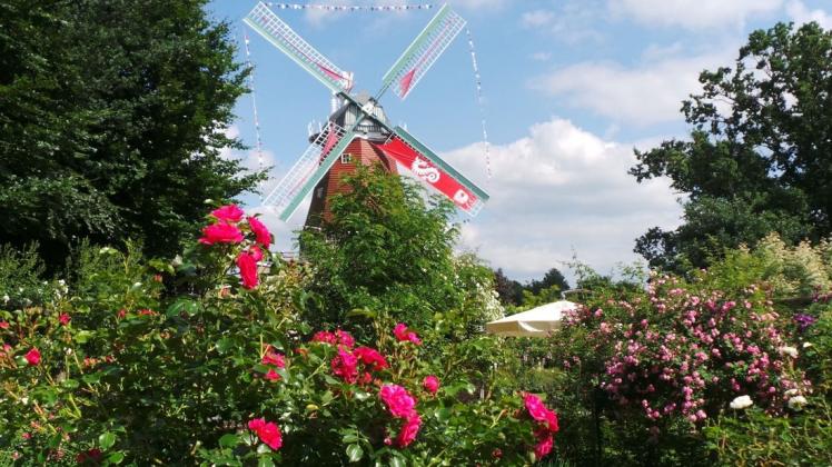 Das Rosarium an Everdings Mühle verlockt mit 200 Rosen ebenso wie drei andere Artländer Gärten zu einem Besuch am 14. Juni.