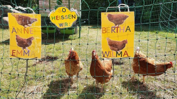 Vier handzahme Hennen bestimmten in den vergangenen Wochen das Leben im Marienkindergarten.