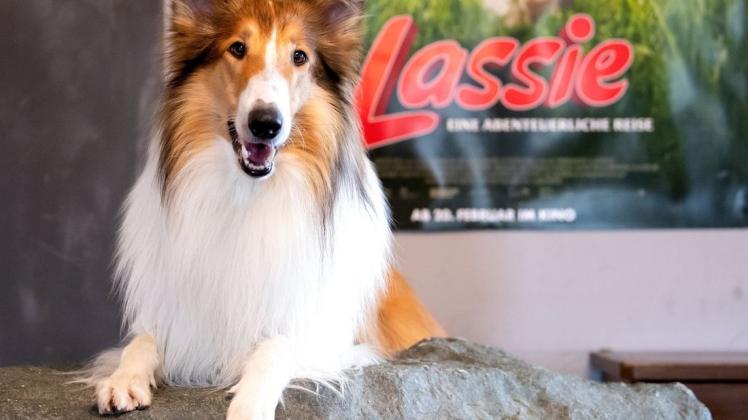 Lassie ist zurück in " Lassie – eine abenteuerliche Reise". Mit dieser deutschen Produktion eröffnet das Zentral Theater Spenge den Spielbetrieb nach Coronapause.