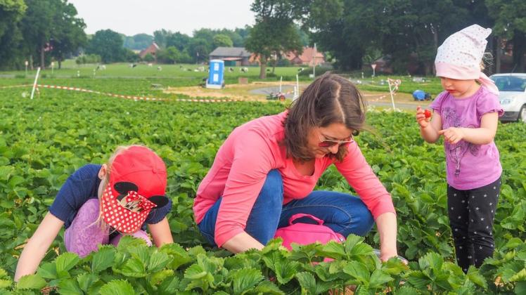 Naschen erlaubt: Marina Scheve mit Tochter Mia (links) und Nachbarstochter Emmi (rechts) nutzte das gute Wetter am Freitag für einen Ausflug zum Erdbeerfeld für Selbstpflücker des Hofs Wempe.