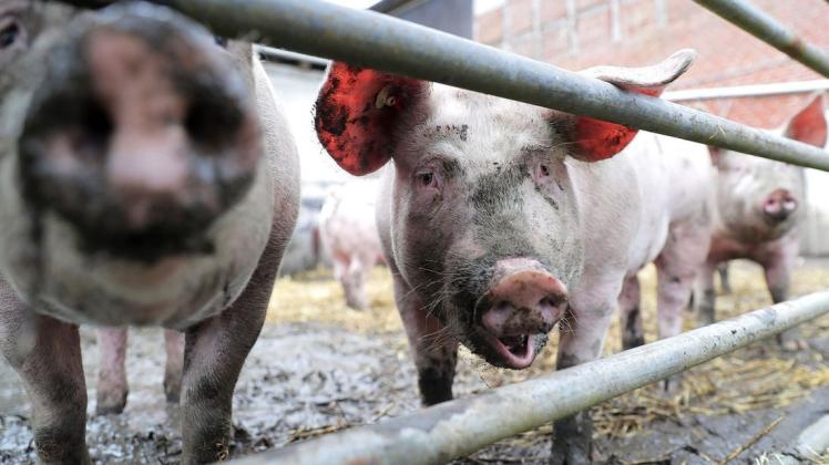 Schweine in Schleswig-Holstein. Der Kontakt zur Frischluft für die Tiere ist eine der Empfehlungen einer Expertenkommission zum Umbau der Tierhaltung in Deutschland.