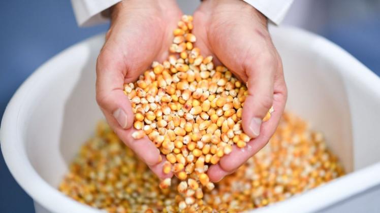 Zuckermais-Saatgut der Sorte "Sweet Corn" wird derzeit europaweit gesucht. Ein Lieferant aus Bad Essen hatte Ware aus den USA weiterverkauft, die offenbar mit gentechnisch verändertem Mais verunreinigt war.