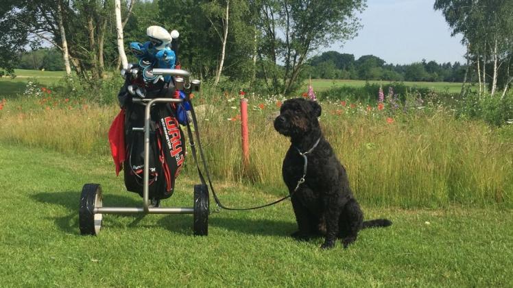 Auch für Hund Eddie gilt auf dem Golfplatz die Leinenpflicht.
