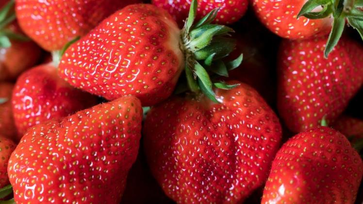 Wahre Disziplin beweist, wer Erdbeeren pflücken kann, ohne sich dabei welche in den Mund zu schieben.
