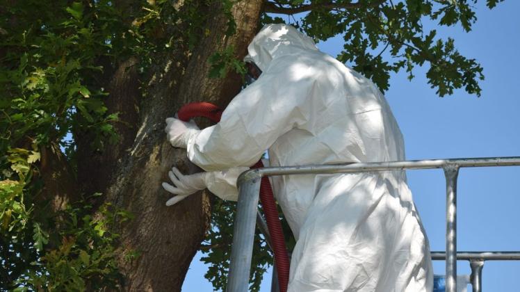 In Schutzanzügen und mit Industriesauger und Haarspray ausgestattet gehen die Baumpfleger gegen die gefährlichen Raupen vor.