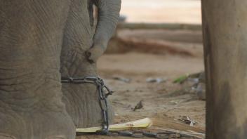 In Thailand leben etwa 4400 Elefanten in Gefangenschaft.