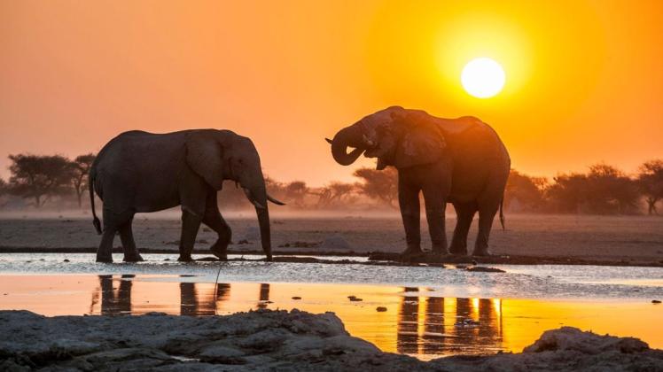 Eine Seuche im Elefantenparadies? In Botsuana machen Natürschützer erschütternde Entdeckungen. (Symbolbild)