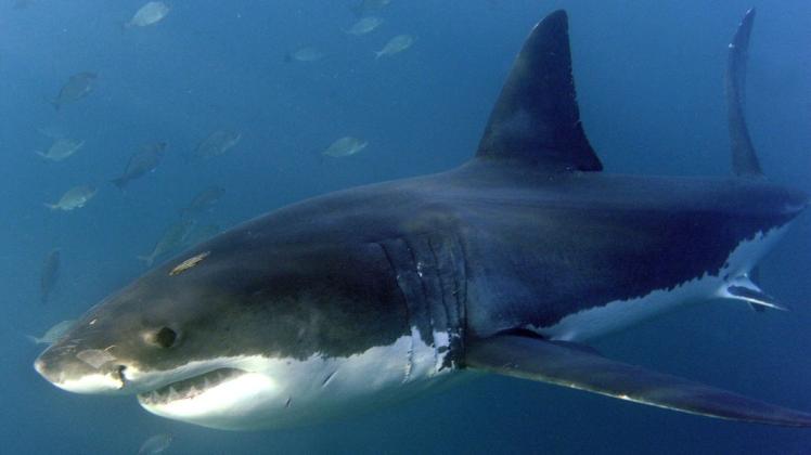 Ein Hai hat in Australien einen Taucher tödlich verletzt.