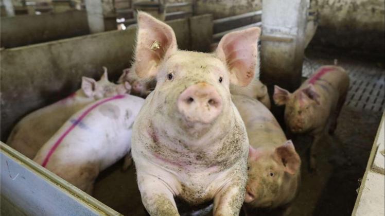 Schweine im Stall: Schon lange wird darüber diskutiert, wie das Leben der Nutztiere verbessert werden kann. Gutachter warnen nun: Eine Tierwohlabgabe auf tierische Produkte zur Finanzierung etwaiger Umbauten könnte an verfassungsrechtlichen Fragen scheitern.