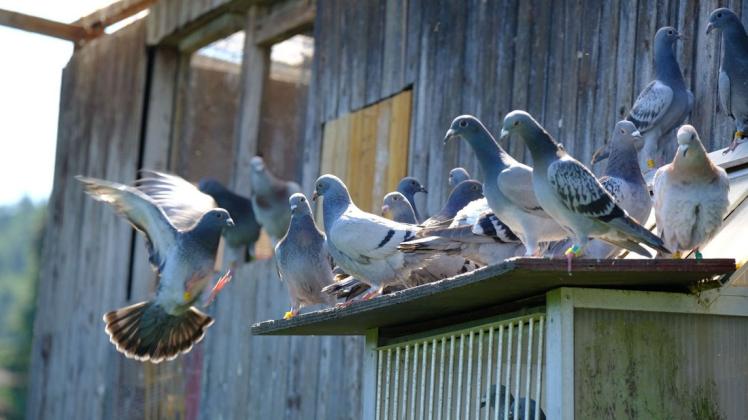 Im Bersenbrücker Wohngebiet "Brink" sind mehrere Tauben und andere Vögel von einem Unbekannten erschossen worden.
