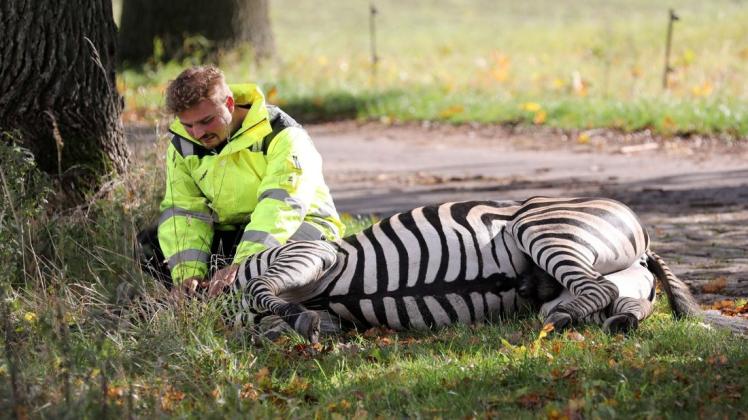 Die Gefahrengruppe Tier der Rostocker Feuerwehr hat ihre waffenrechtlichen Erlaubnisse und die Schusswaffen nach dem Zwischenfall mit dem Zebra im Oktober letzten Jahres vorerst abgegeben.