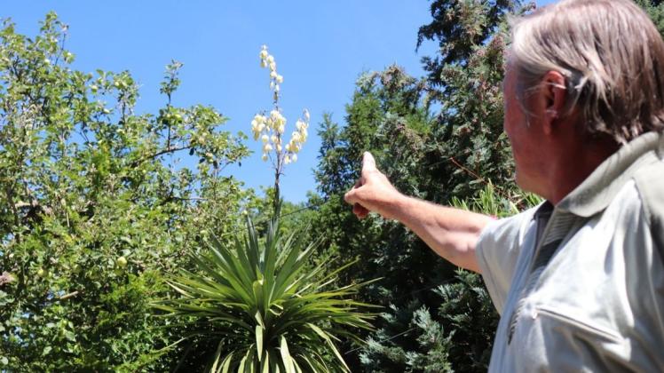 Peter Klauß zeigt auf die blühende Yucca-Palme in seinem Parchimer Garten.